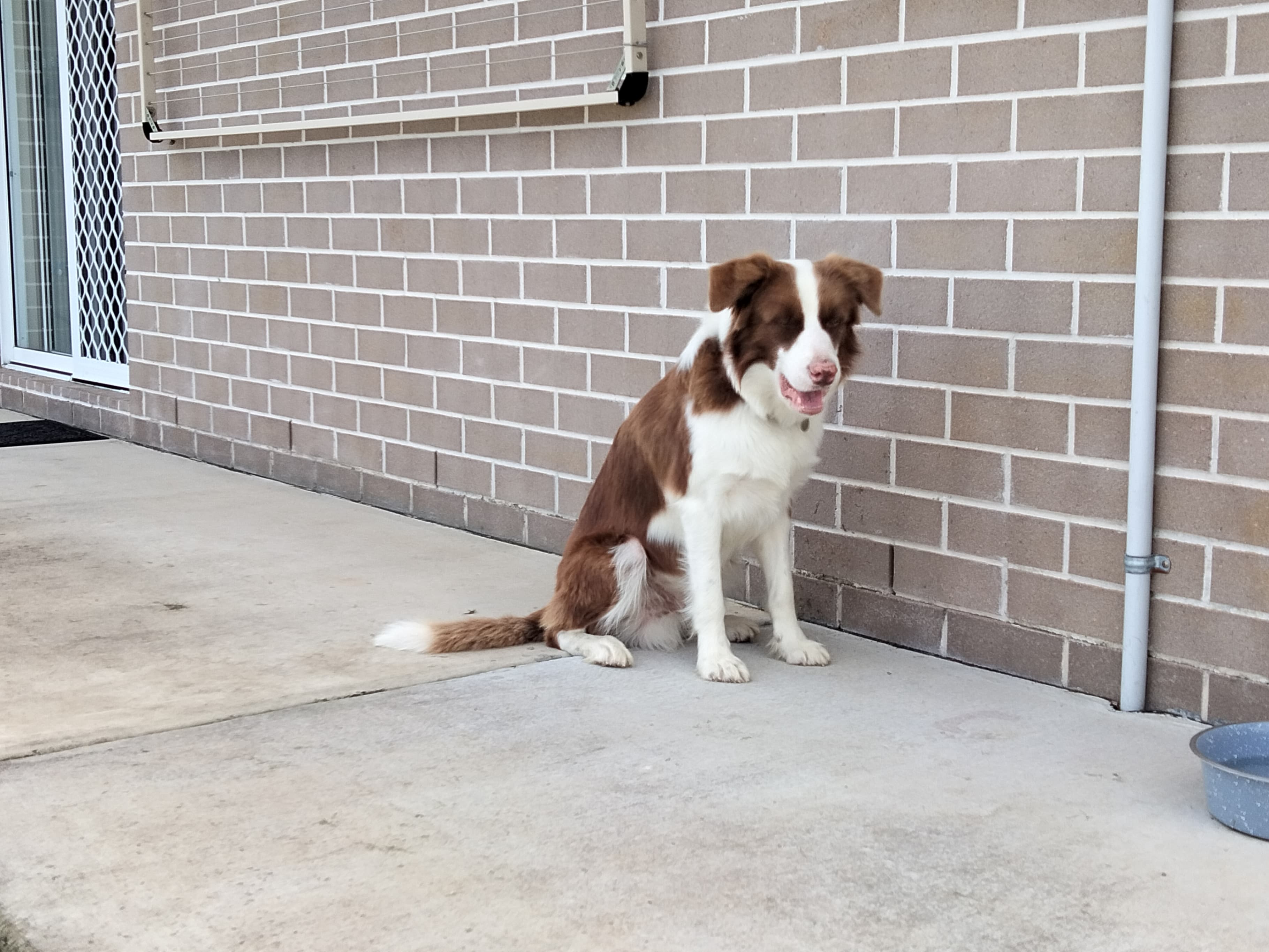OPPO A76 camera sample: border collie