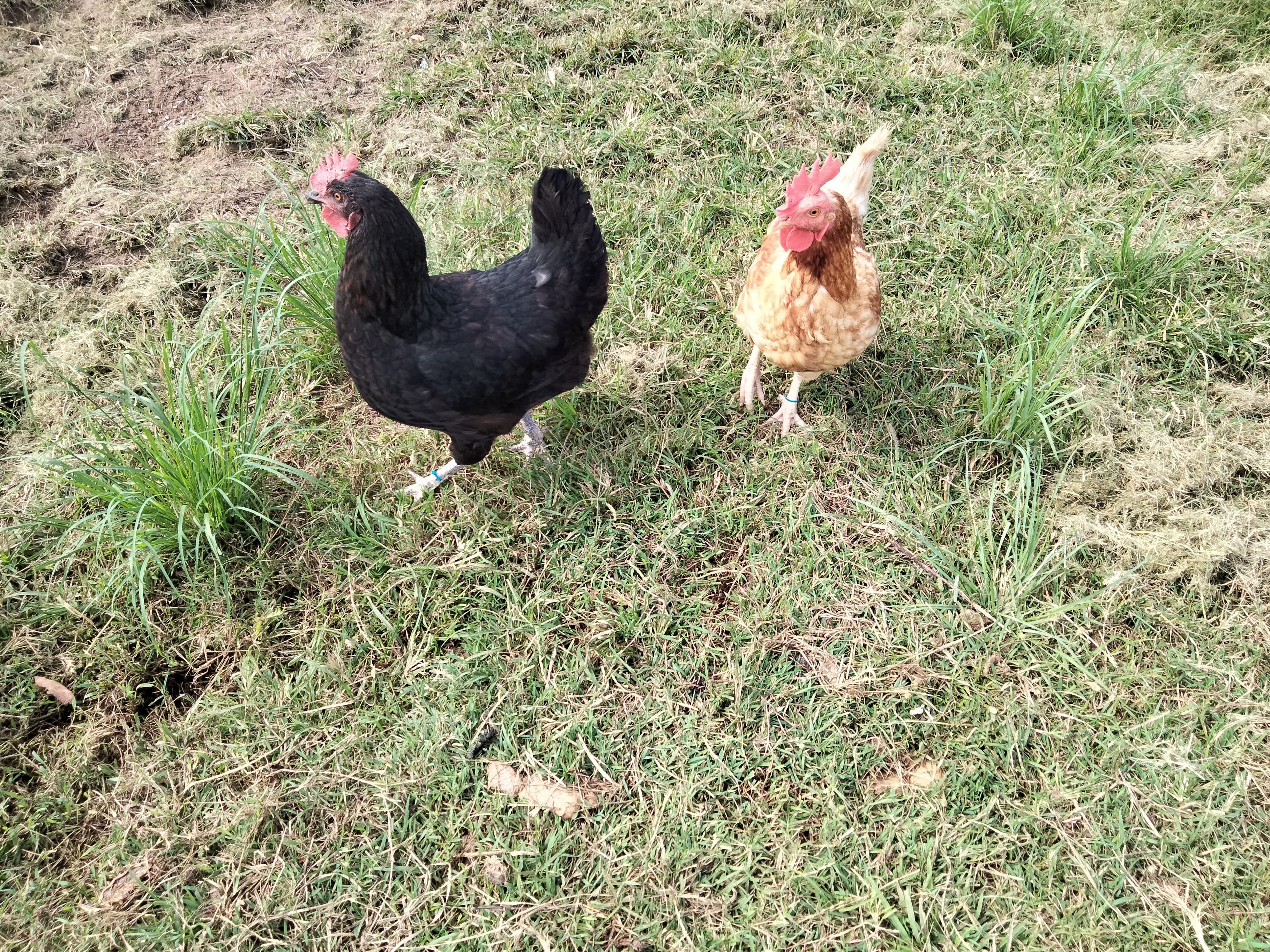 OPPO A76 camera sample: Gladys and Hei Hei