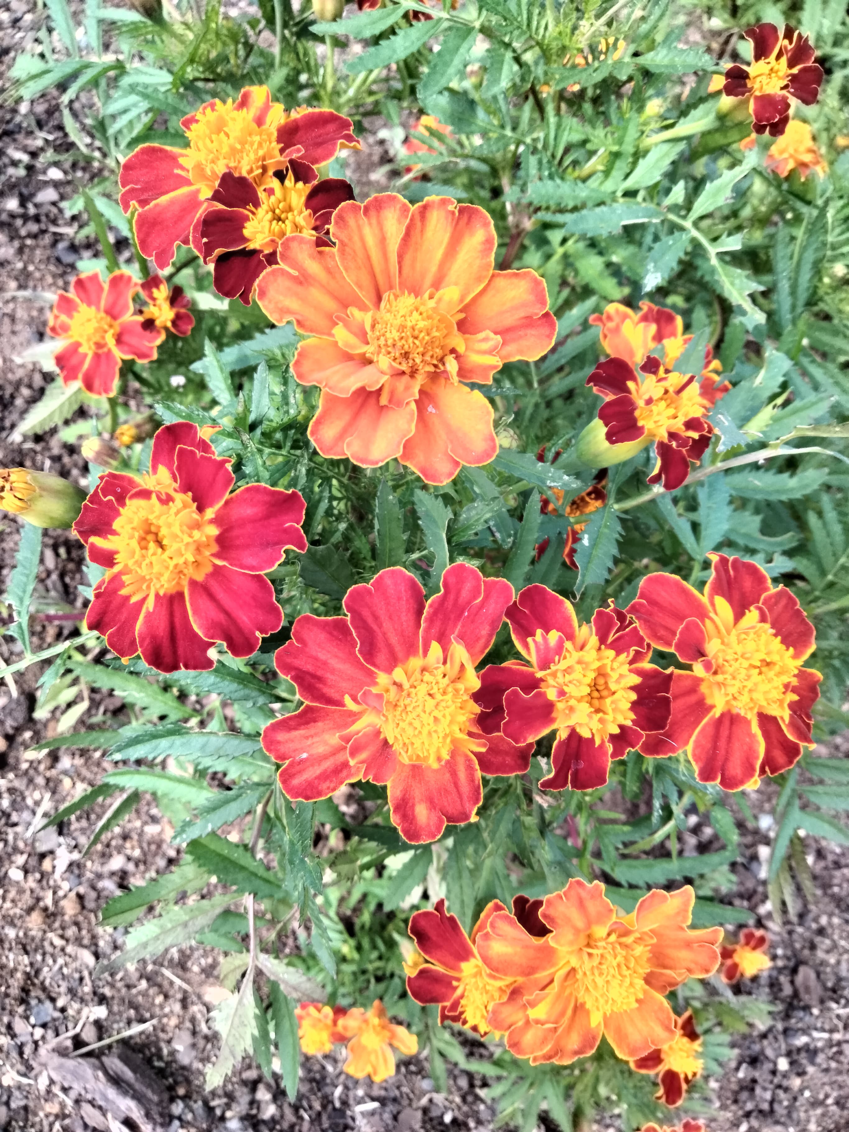 OPPO A76 camera sample: Marigolds