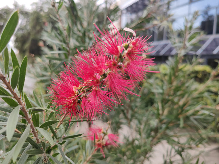 OPPO Find X5 Pro camera sample: flower OPPO Find X5 Pro camera sample: flower