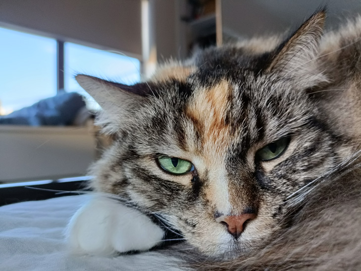 OPPO Find X5 Lite camera sample: cat OPPO Find X5 Lite camera sample: cat