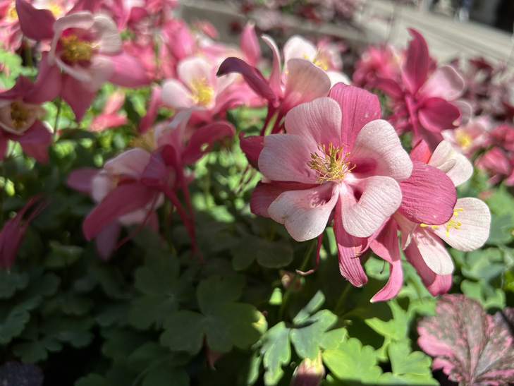 iPhone 14 Plus camera sample: flower iPhone 14 Plus camera sample: flower