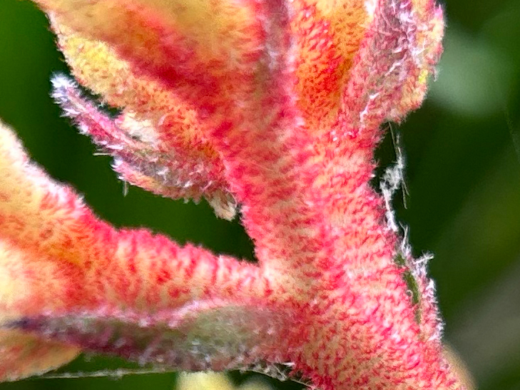 iPhone 14 Plus camera sample: 100% crop of flower iPhone 14 Plus camera sample: 100% crop of flower