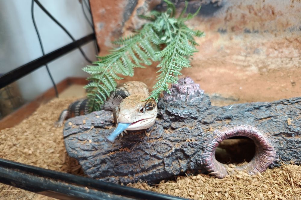 Motorola Edge 40 camera sample: Azula the blue tongue lizard Motorola Edge 40 camera sample: Azula the blue tongue lizard