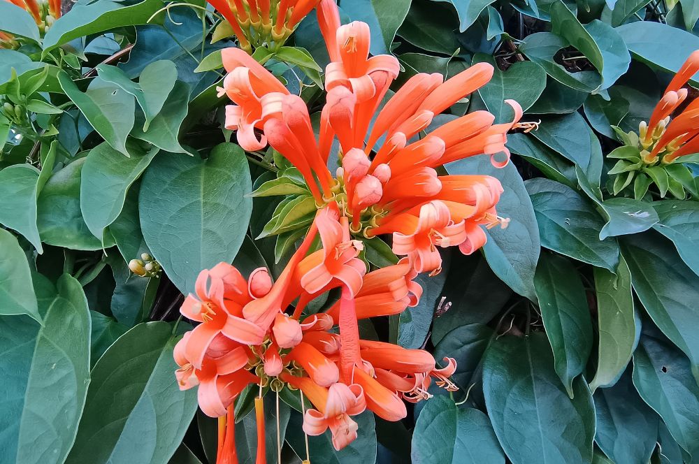 Motorola Edge 40 camera sample: orange flowers Motorola Edge 40 camera sample: orange flowers