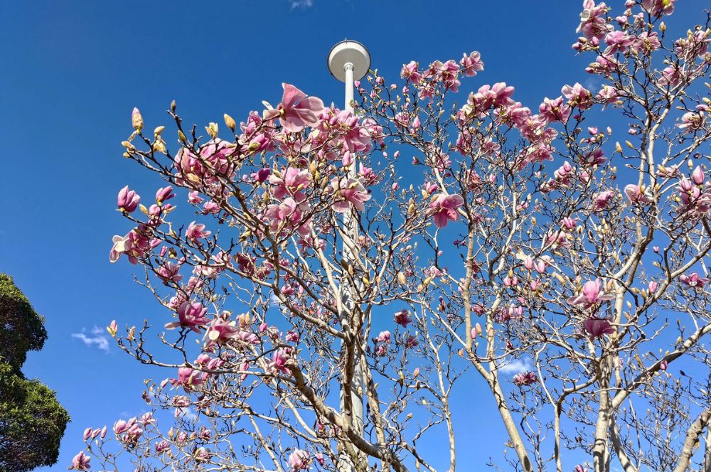 ASUS ROG 7 Ultimate camera sample: tree blossoming ASUS ROG 7 Ultimate camera sample: tree blossoming
