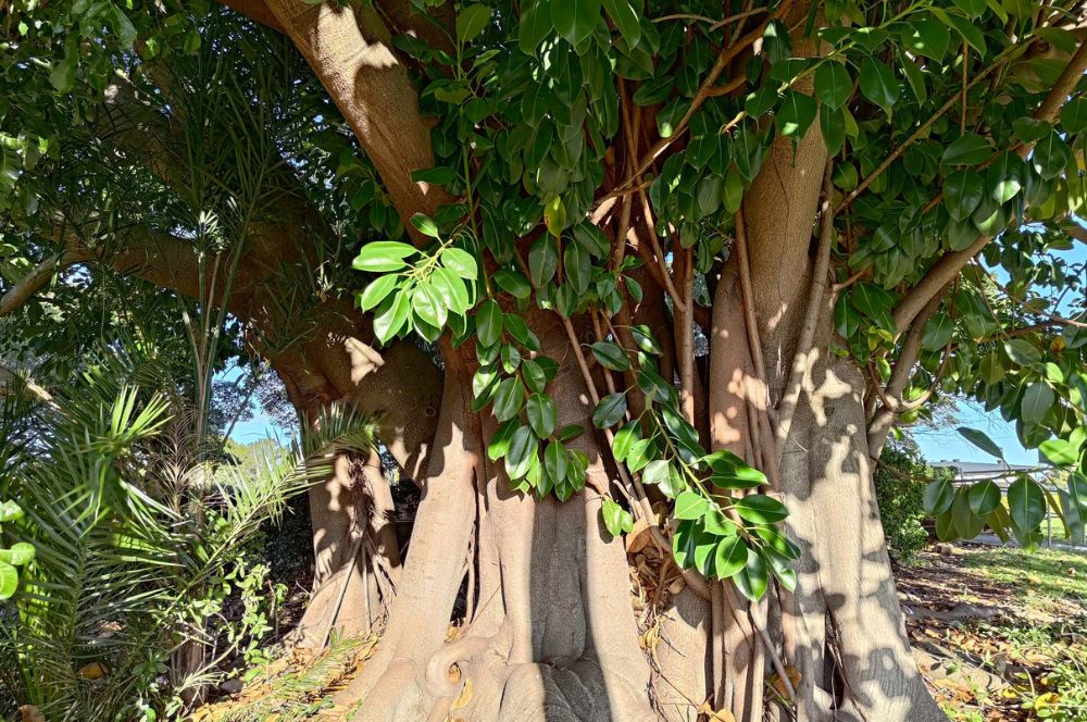 ASUS ROG 7 Ultimate camera sample: Broad tree