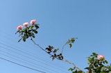 OPPO Reno 10 camera samples