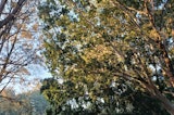 OPPO Reno 10 camera samples