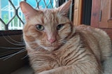 OPPO A79 camera samples