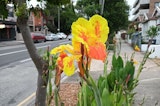 OPPO A79 camera samples
