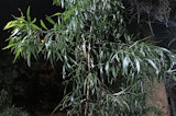 OPPO A79 camera samples