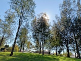Desc