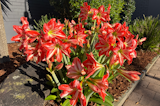 iPhone 17 camera samples