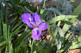 iPhone 17 camera samples