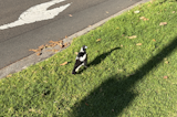 iPhone 17 camera samples