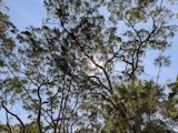 Gum trees in the afternoon