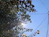 The sun through trees