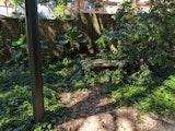 Overgrown park bench