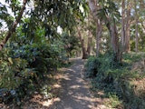 Shaded park path