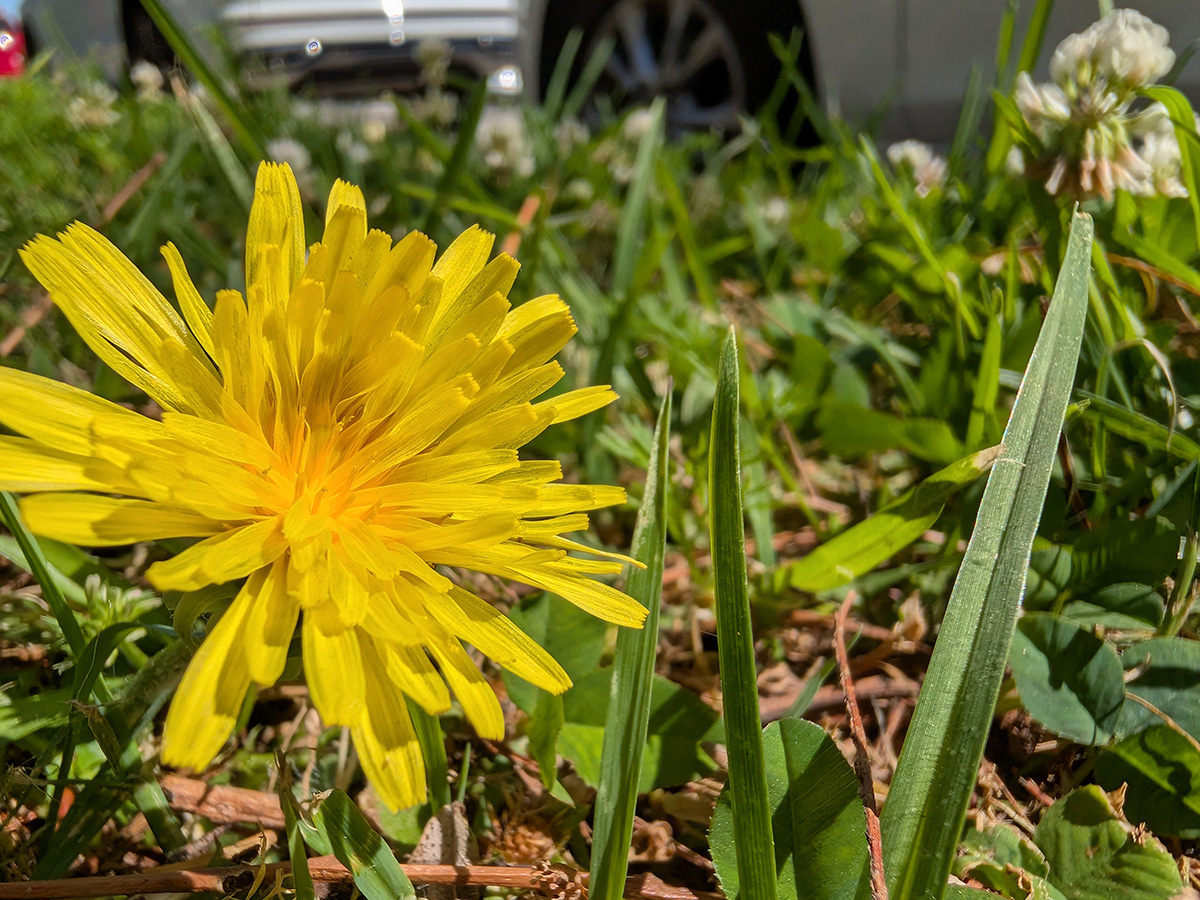 Pixel 10 Pro Fold camera macro shot of a daisy Pixel 10 Pro Fold camera macro shot of a daisy