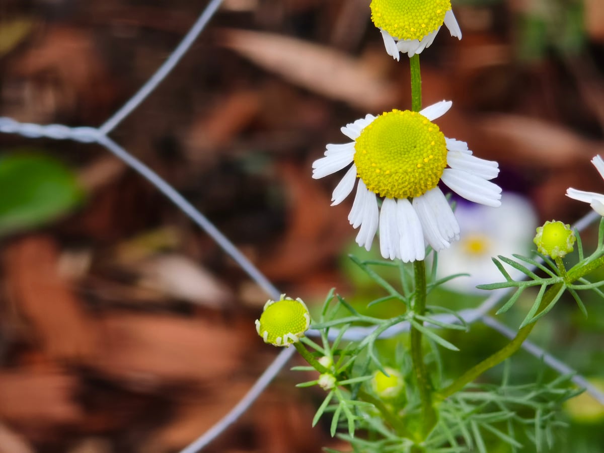 Xiaomi 15T Pro camera sample: macro of flower