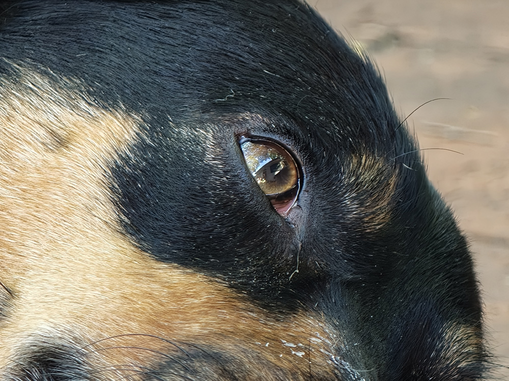 OPPO Find X9 Procamera sample: Billie at 40x OPPO Find X9 Procamera sample: Billie at 40x