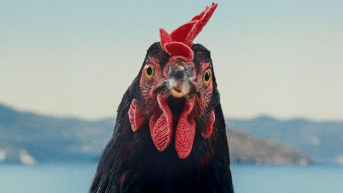 Hen - SFF 2026