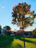Motorola Signature camera sample: High contrast tree