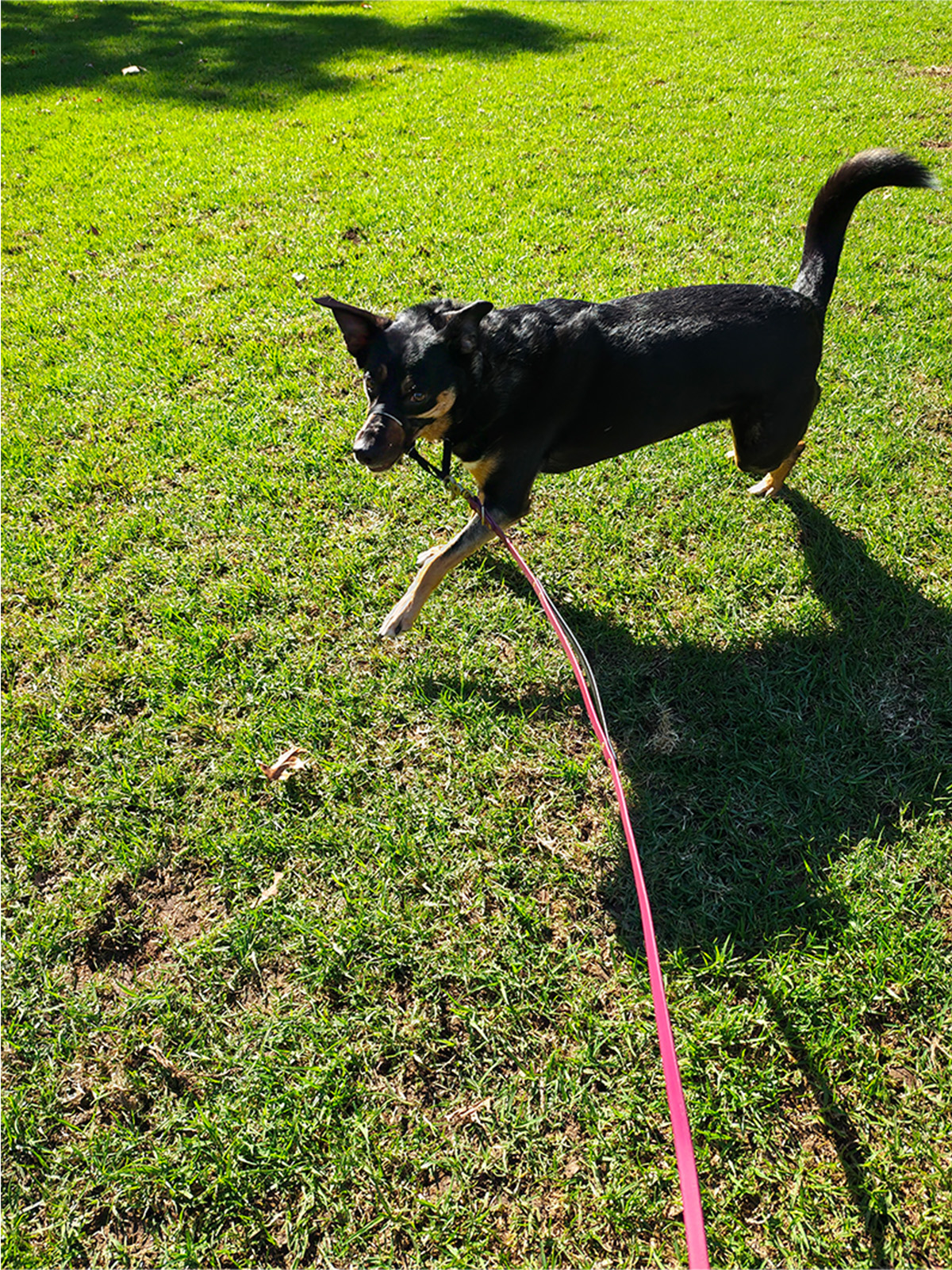 billie in motion