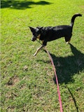 Motorola Signature camera sample: Billie in motion