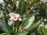 Edge 70 Fusion camera sample: close-up flower