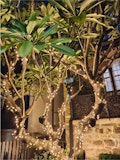 Motorola Signature camera sample: Night mode