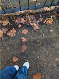 Motorola Signature camera sample: Autumn leaves