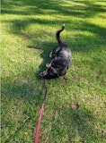 Motorola Signature camera sample: Billie in motion