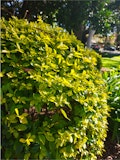 Motorola Signature camera sample: Outdoor primary