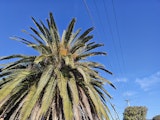 palm tree at 1x zoom