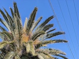 palm tree at 2x zoom
