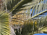 palm tree at 6x zoom