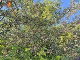 Berries