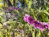 Flower close-up