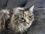 Pixel 11 Pro XL camera sample of a cat