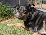 Pixel 11 Pro camera sample of a dog named Billie
