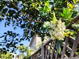 Close-up of flowers
