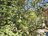 The great berry test