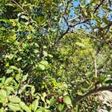 The great berry test The great berry test