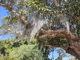 Windy vines