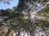 The sun through treetops