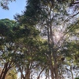 The sun through treetops The sun through treetops
