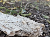 Close-up of paperbark
